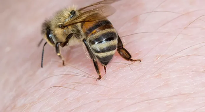 BEE.jpg
