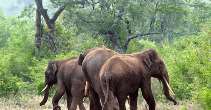 kerala-elephant