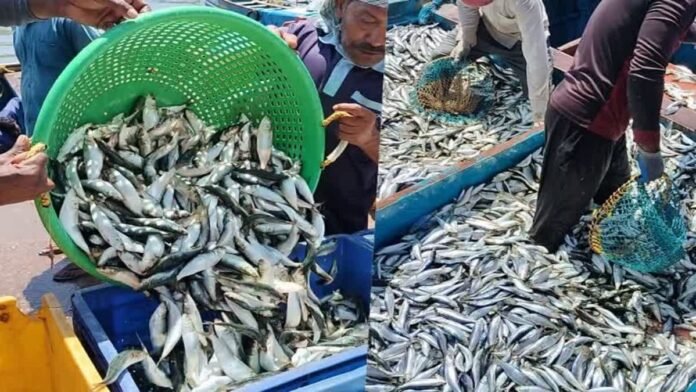 1200-675-23150755-thumbnail-16x9-sardine-fish
