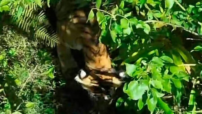 samakalikamalayalam_2025-03-16_dnnmddo1_tiger_11zon