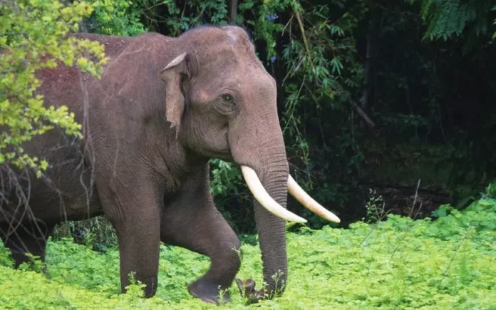 1443608-wild-elephant-kerala
